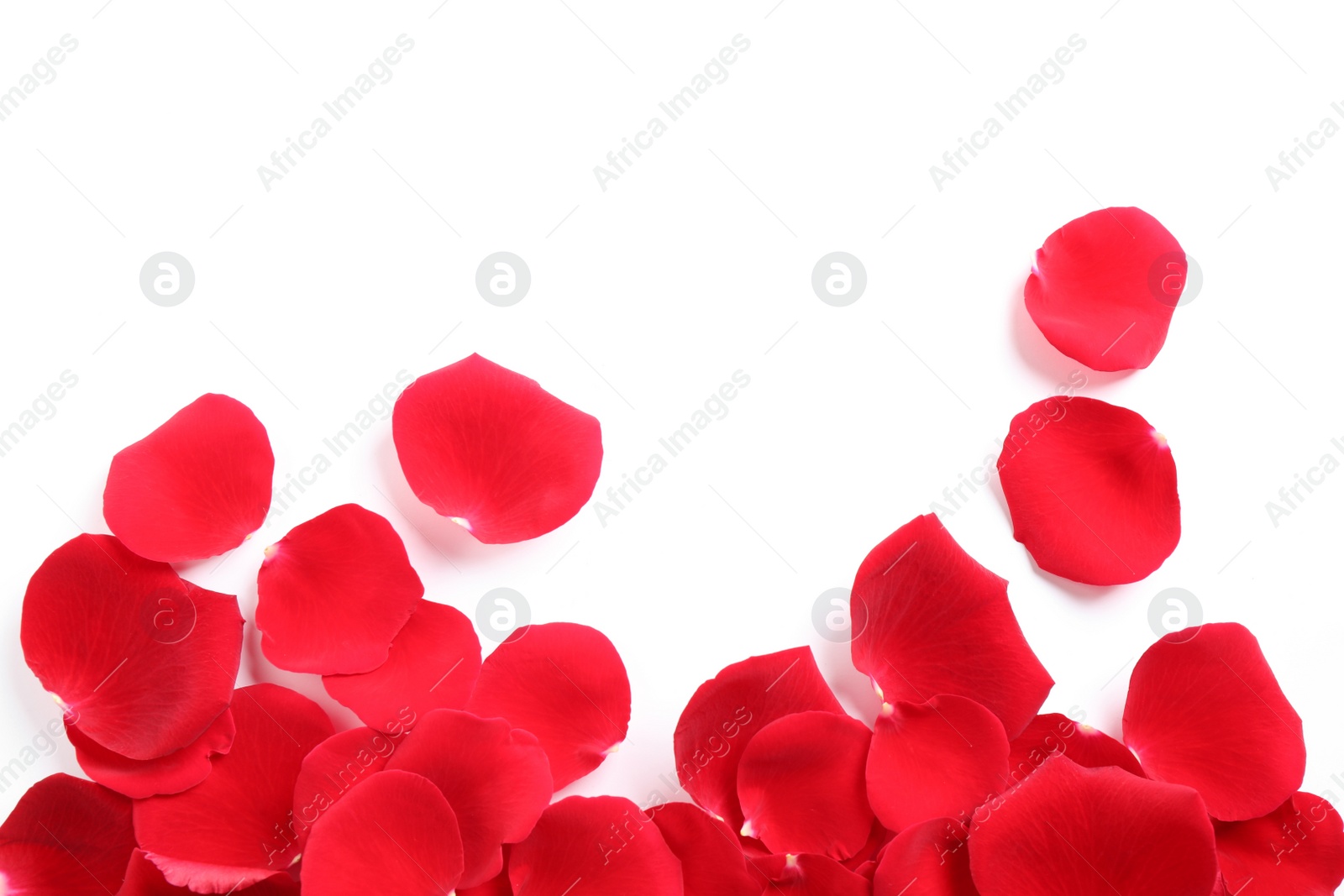 Photo of Fresh red rose petals on white background, top view