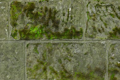 Stone wall with green moss as background, closeup