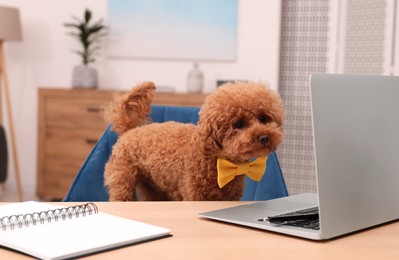 Photo of Cute Maltipoo dog wearing yellow bow tie at desk with laptop and notebook in room. Lovely pet