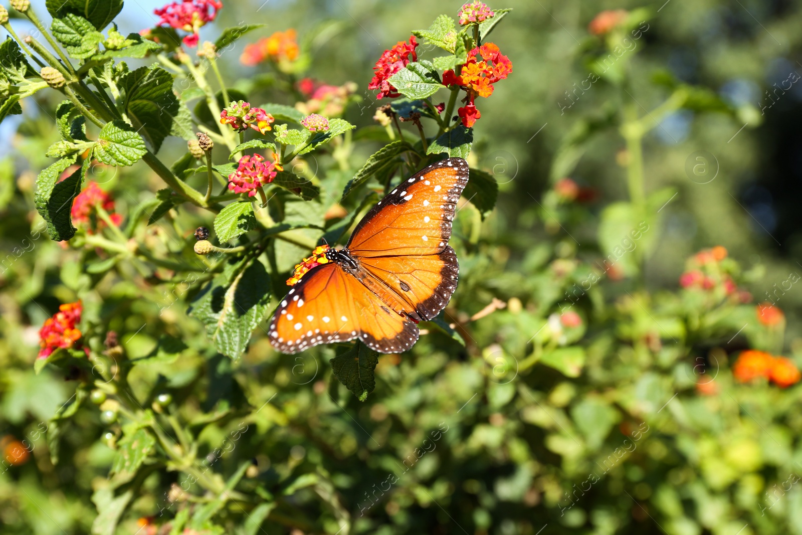 Photo of Beautiful orange Monarch butterfly on plant outdoors, space for text