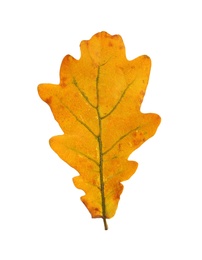 Beautiful autumn leaf on white background. Fall foliage