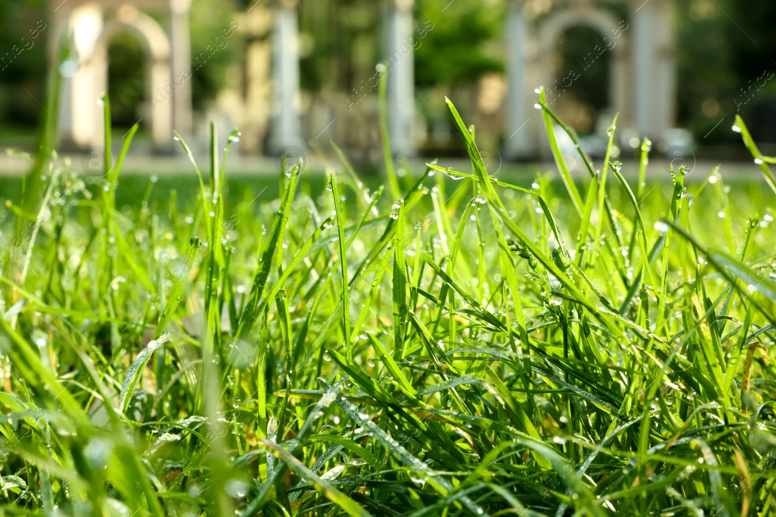 Photo of Fresh green grass with water drops growing outdoors in summer, closeup