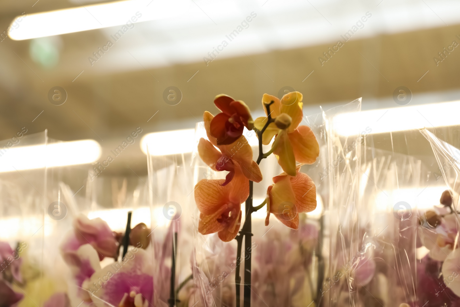 Photo of Beautiful blooming tropical orchid flowers in store