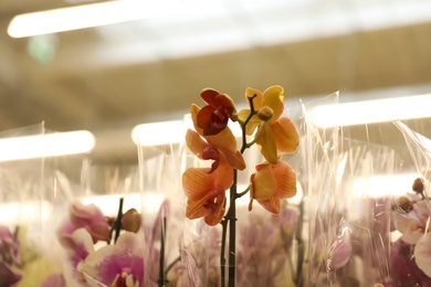 Beautiful blooming tropical orchid flowers in store