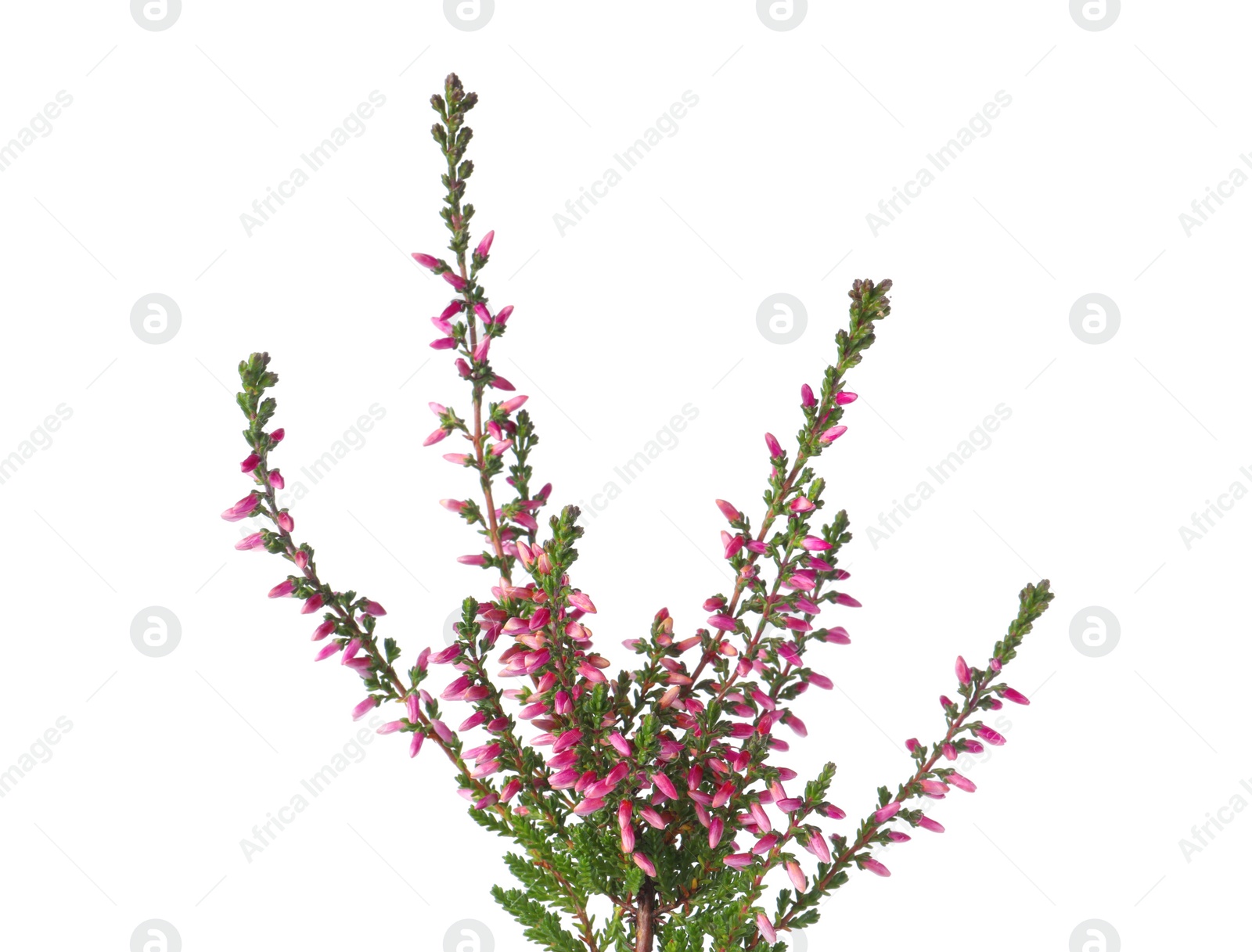 Photo of Branch of heather with beautiful flowers isolated on white