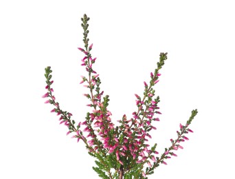 Branch of heather with beautiful flowers isolated on white