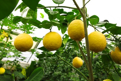 Photo of Lemon tree with ripe fruit in greenhouse, low angle view