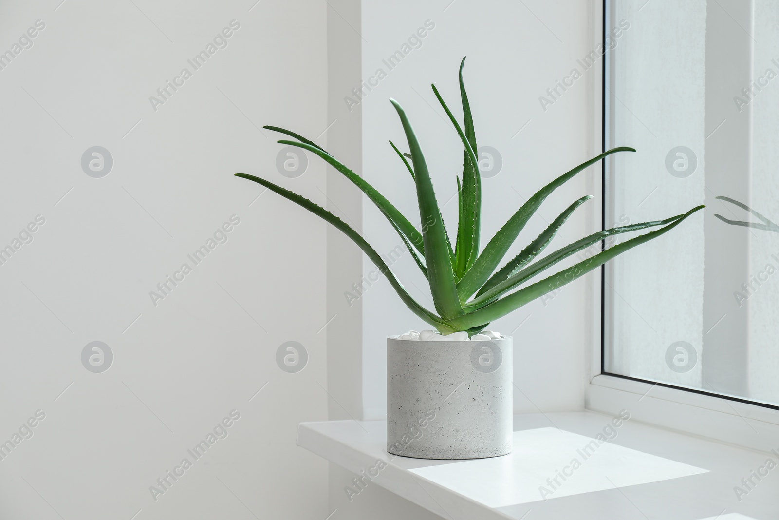 Photo of Beautiful potted aloe vera plant on windowsill indoors, space for text
