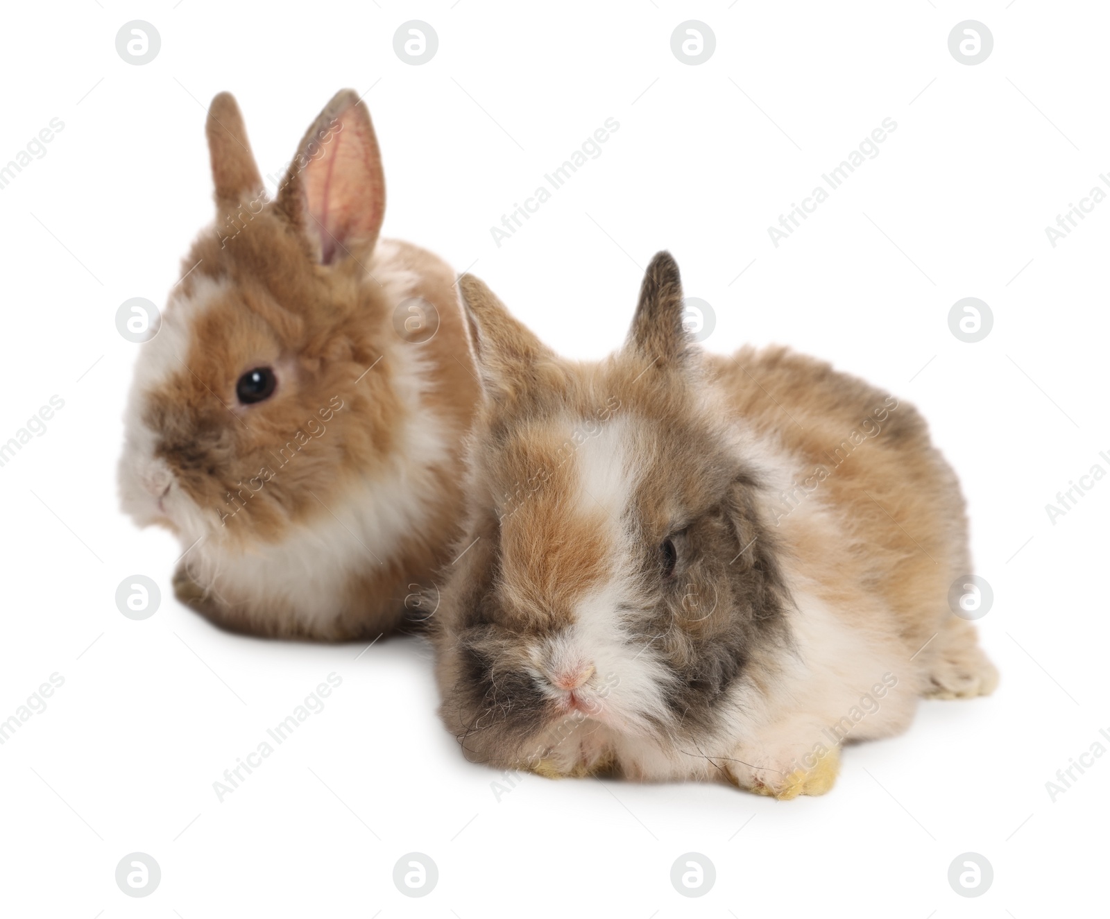 Photo of Cute fluffy pet rabbits isolated on white