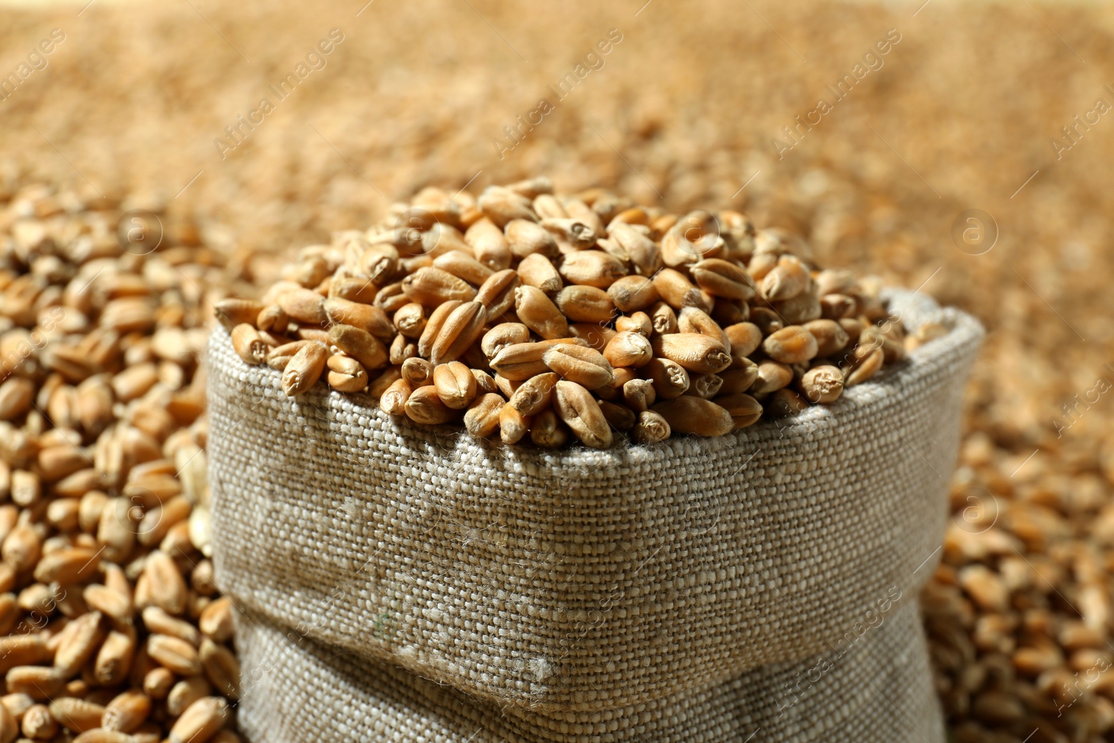 Photo of Sack with many wheat grains, closeup view