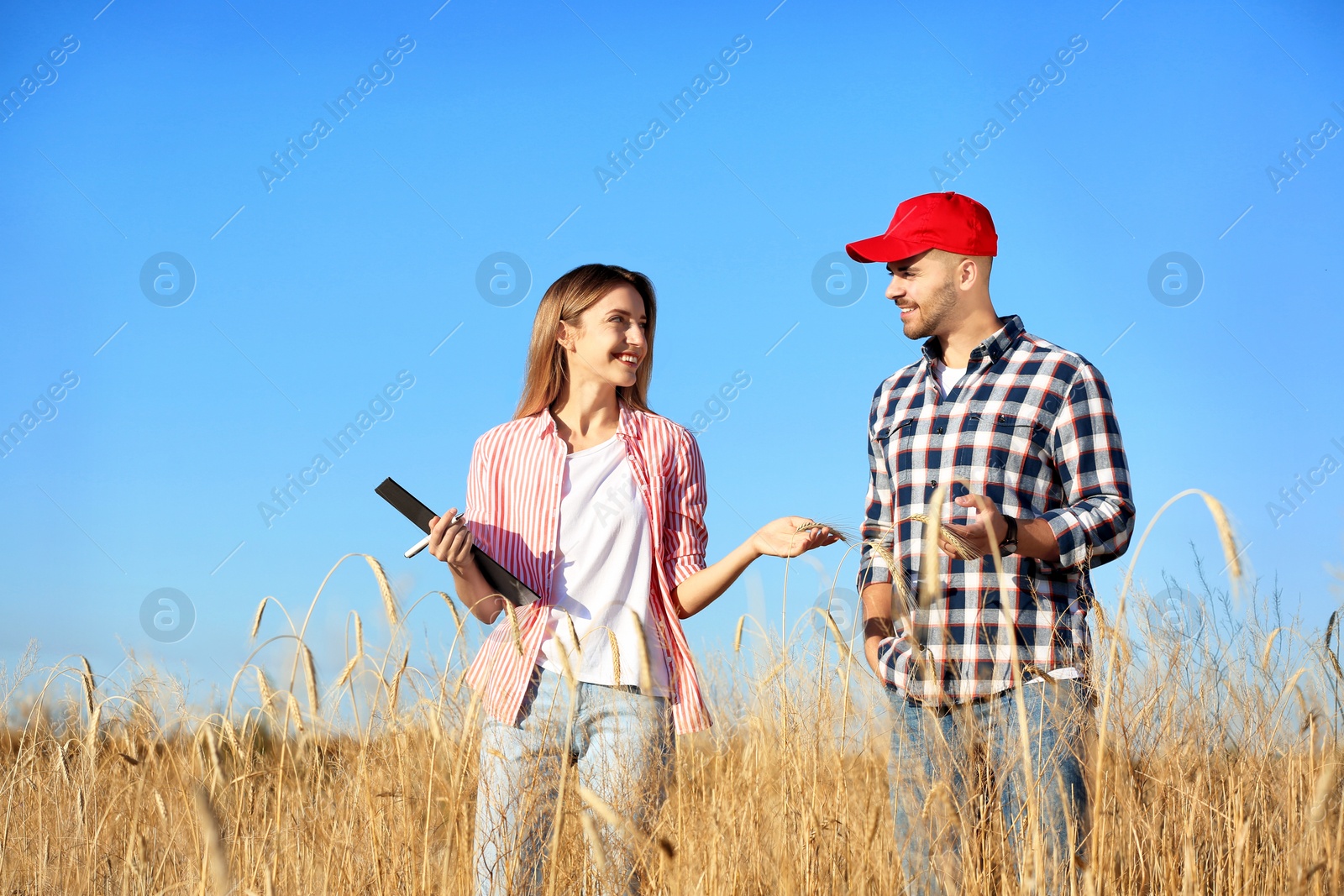 Photo of Agronomists in wheat field. Cereal grain crop