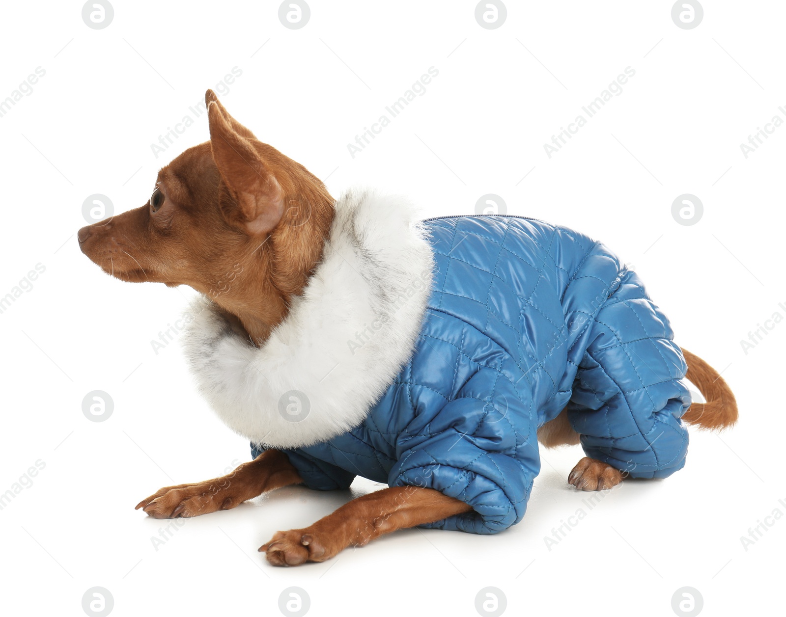 Photo of Cute toy terrier in warm clothes isolated on white. Domestic dog