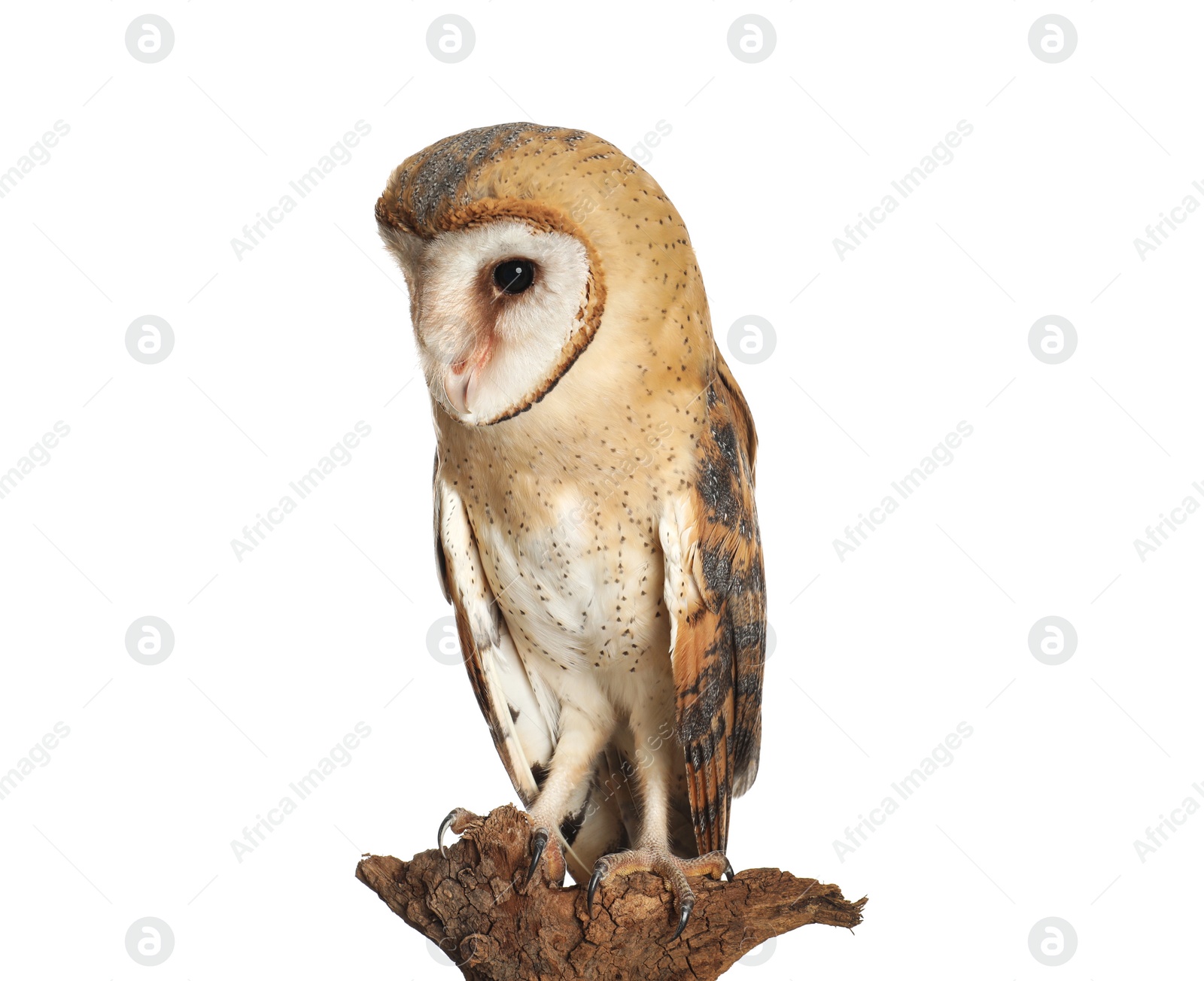 Photo of Beautiful common barn owl on twig against background