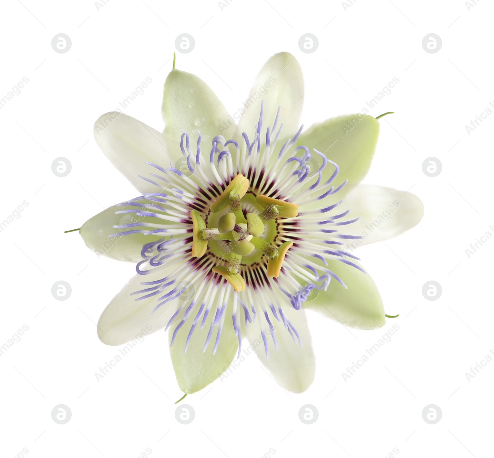 Photo of Beautiful blossom of Passiflora plant (passion fruit) on white background