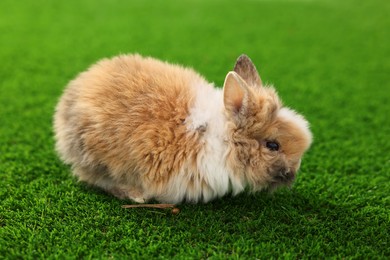 Photo of Cute little rabbit on grass. Adorable pet