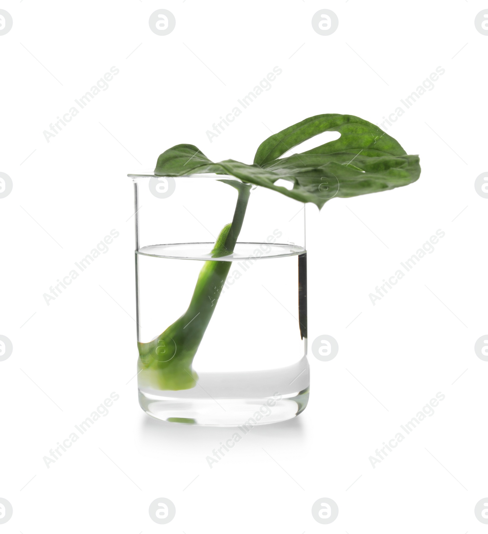 Photo of Beaker with exotic plant isolated on white. Organic chemistry