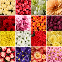 Image of Collage with photos of beautiful fresh flowers 