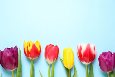 Photo of Beautiful spring tulips on light blue background, flat lay. Space for text
