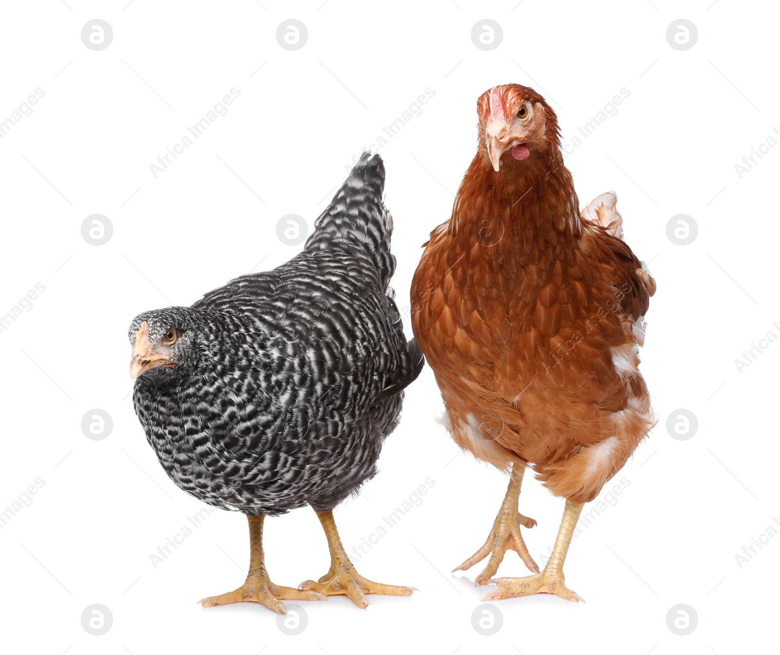 Photo of Two different beautiful chickens on white background. Domestic animals