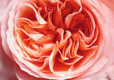 Beautiful fresh pink rose as background, closeup. Floral decor