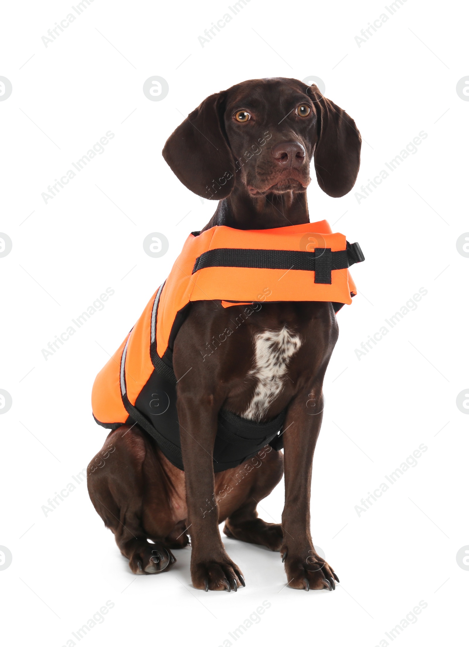 Photo of Dog rescuer in life vest on white background