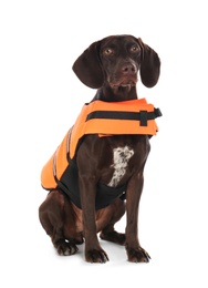 Photo of Dog rescuer in life vest on white background