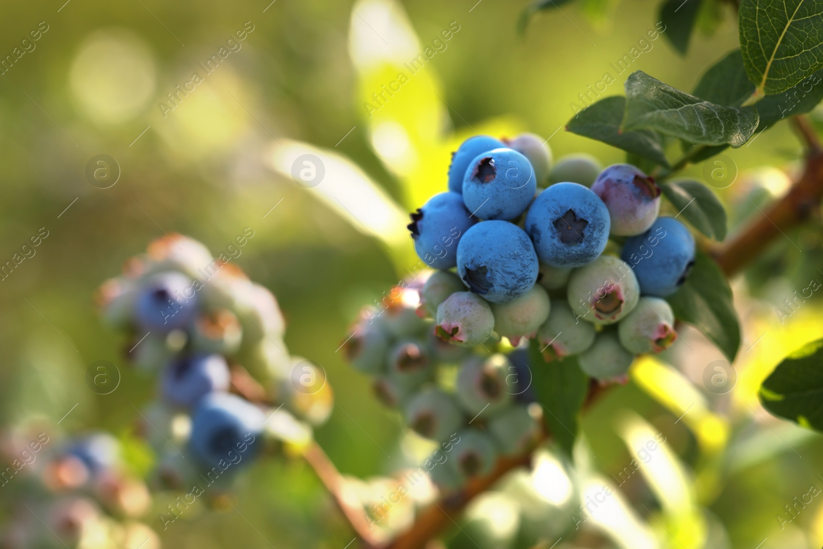 Photo of Wild blueberries growing outdoors, closeup and space for text. Seasonal berries