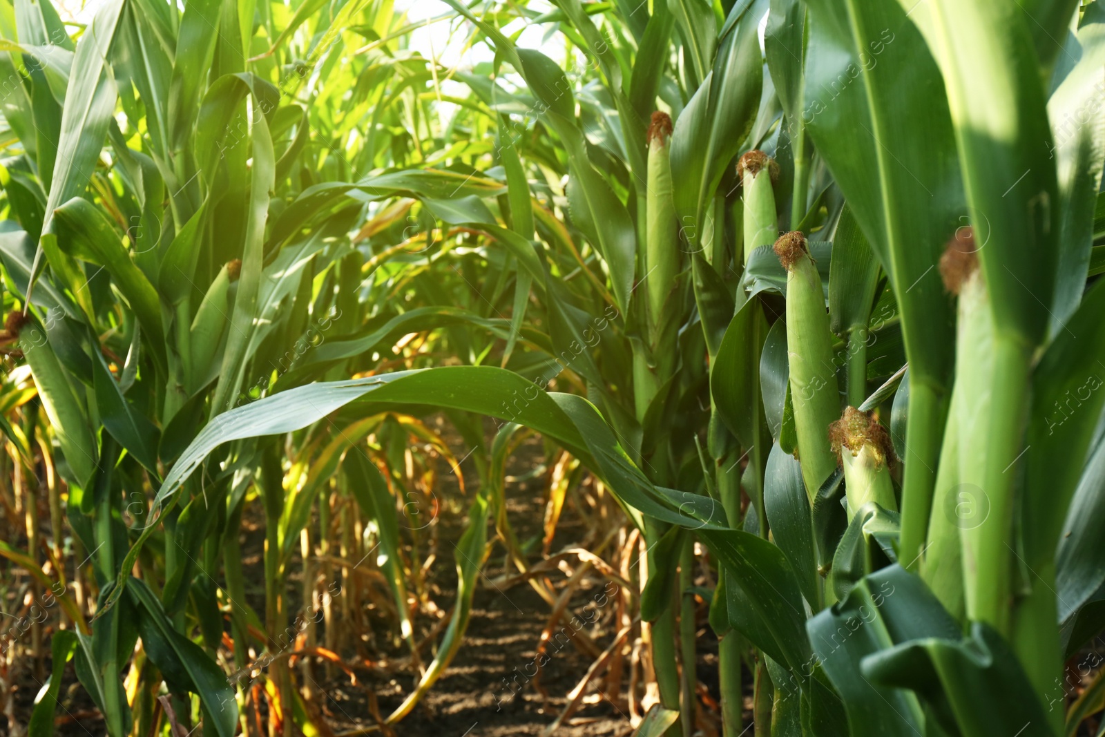 Photo of Ripe corn cobs in field on sunny day