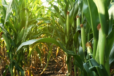 Photo of Ripe corn cobs in field on sunny day
