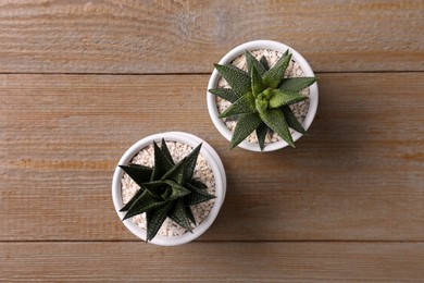 Photo of Succulent plants in pots on wooden table, flat lay