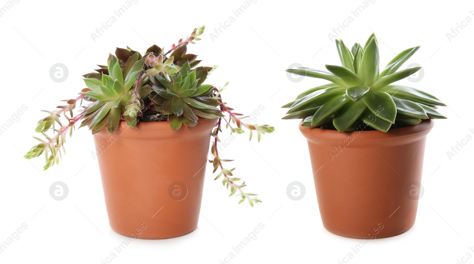 Image of Different beautiful potted succulents on white background