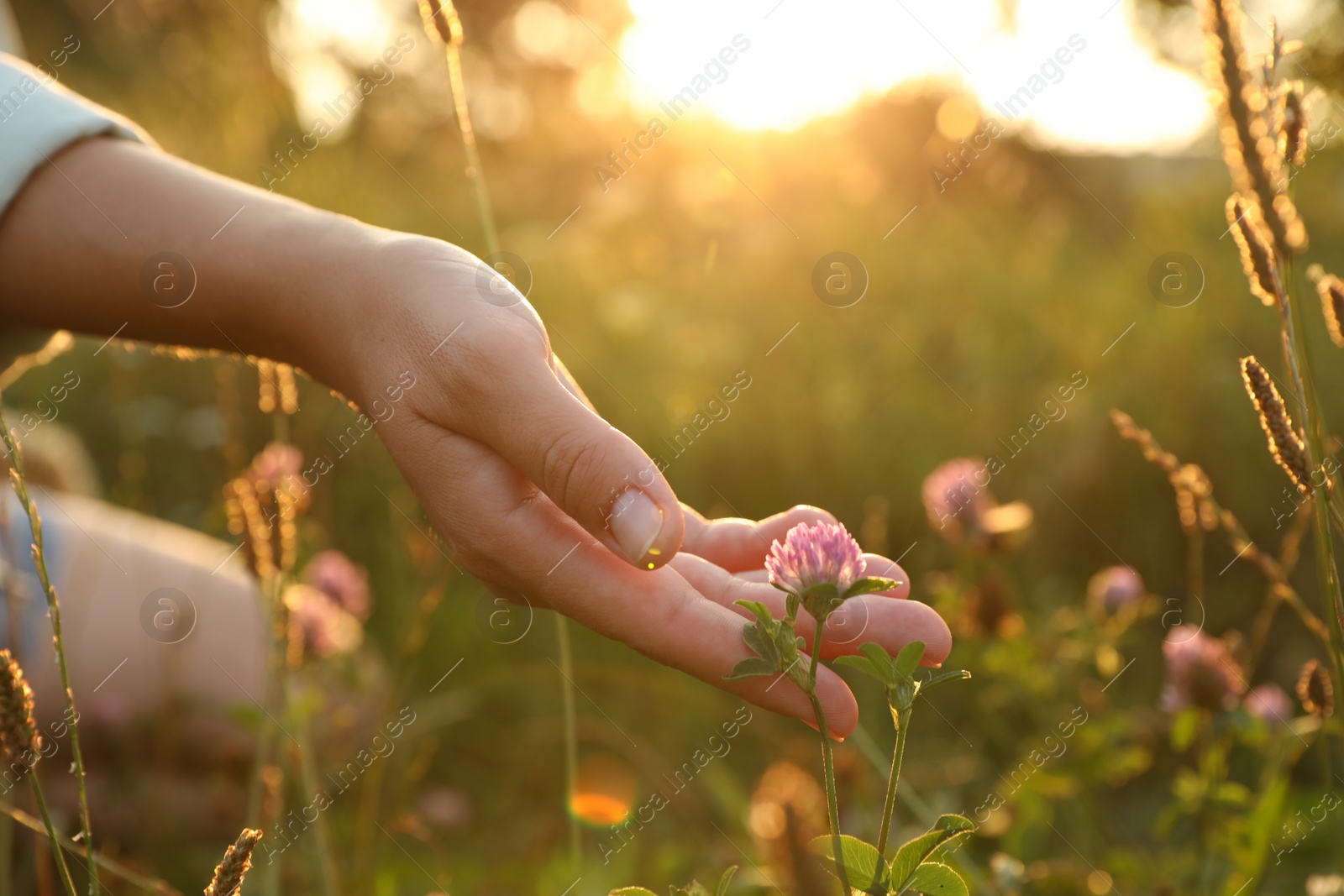 Photo of Woman walking through meadow and touching beautiful clover flower at sunset, closeup