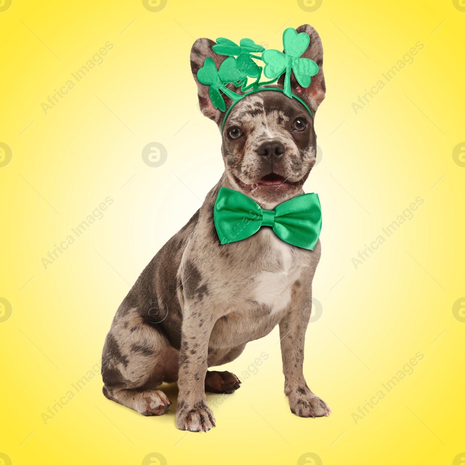 Image of St. Patrick's day celebration. Cute French Bulldog wearing headband with clover leaves and green bow tie on yellow background