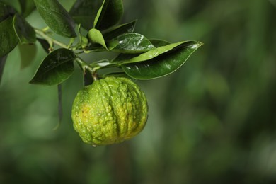 Photo of Closeup view of bergamot tree with fruit outdoors
