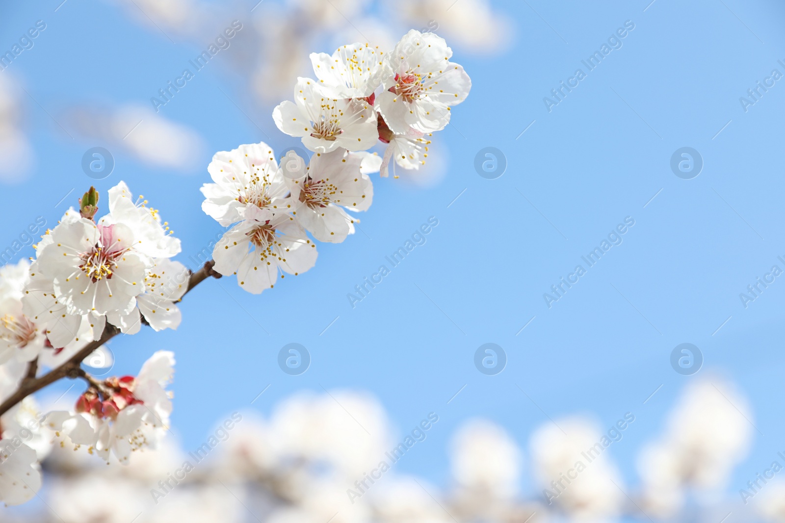 Photo of Beautiful apricot tree branch with tiny tender flowers against blue sky, space for text. Awesome spring blossom