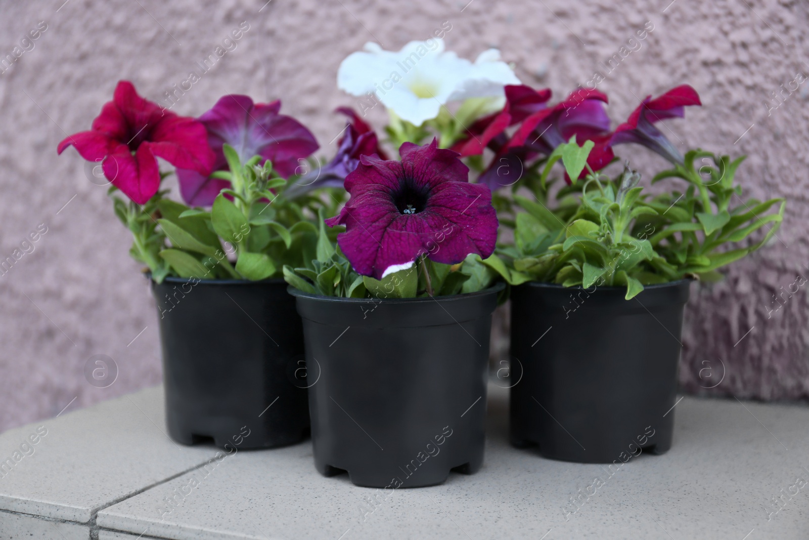 Photo of Beautiful petunia flowers in plant pots near beige wall