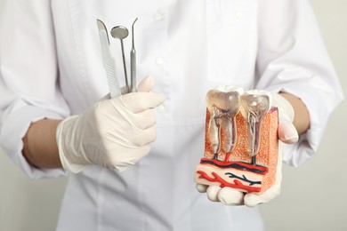 Photo of Dentist holding educational model of jaw section with teeth and tools on light background, closeup
