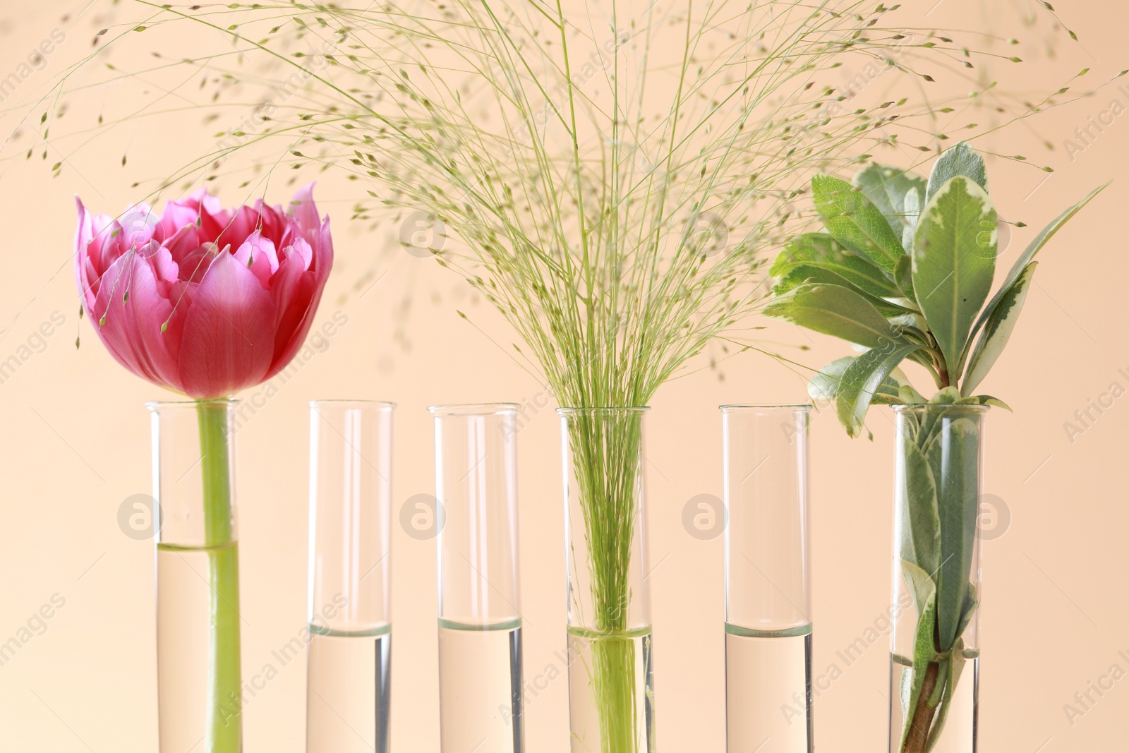 Photo of Different plants in test tubes on beige background, closeup