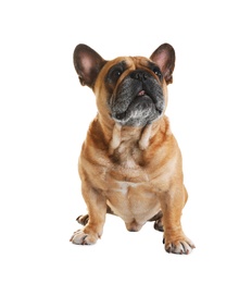 Photo of Cute French bulldog on white background. Funny pet