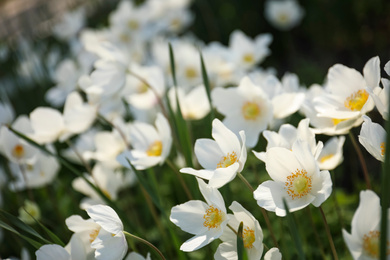 Beautiful blossoming Japanese anemone flowers outdoors on spring day