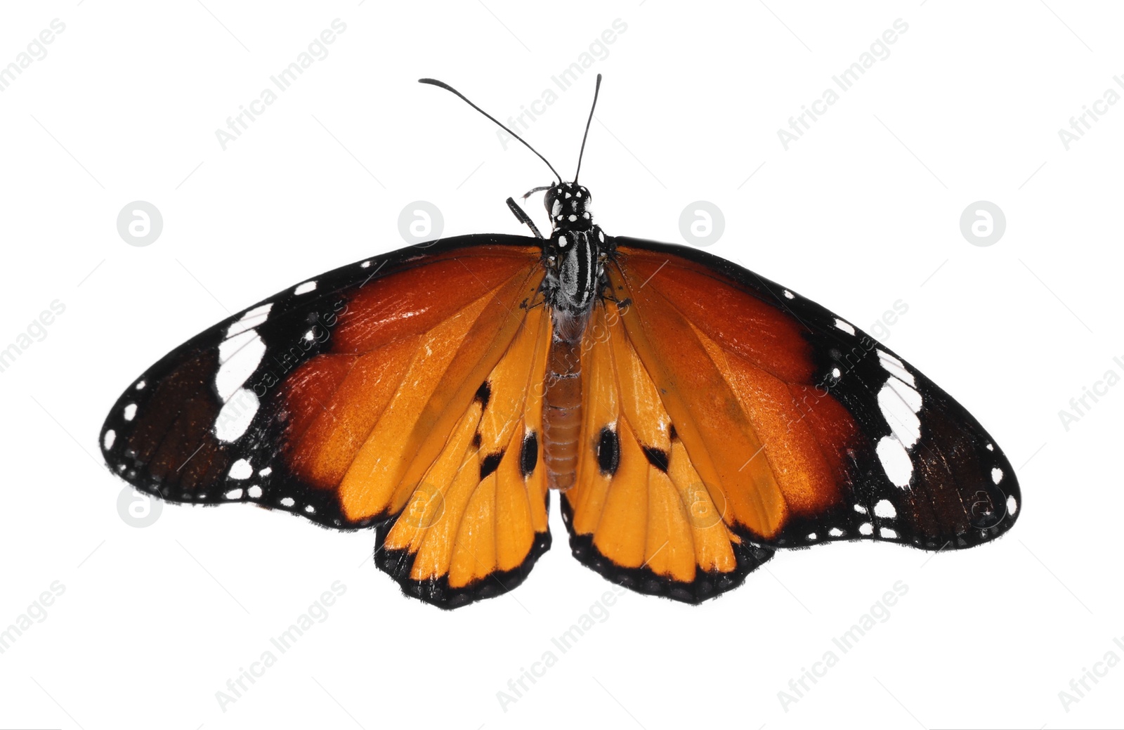 Photo of Beautiful painted lady butterfly isolated on white