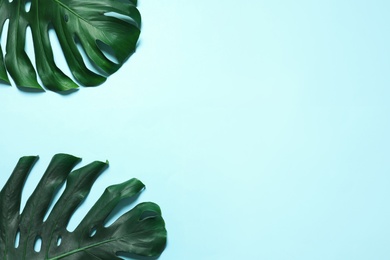 Green fresh monstera leaves on color background, flat lay with space for text. Tropical plant