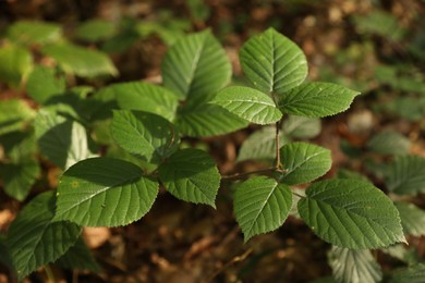 Photo of Beautiful wild plant with green leaves growing outdoors, closeup