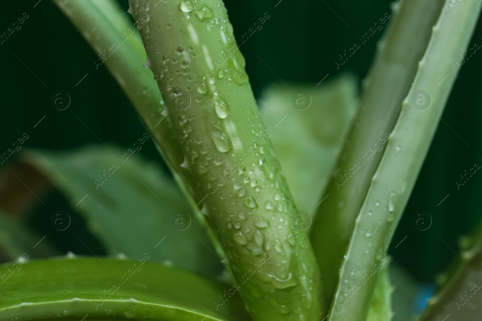 Photo of Beautiful aloe vera plant with water drops on green background, closeup