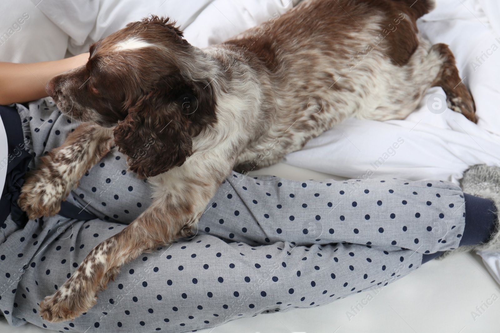 Photo of Adorable Russian Spaniel with owner on bed, above view