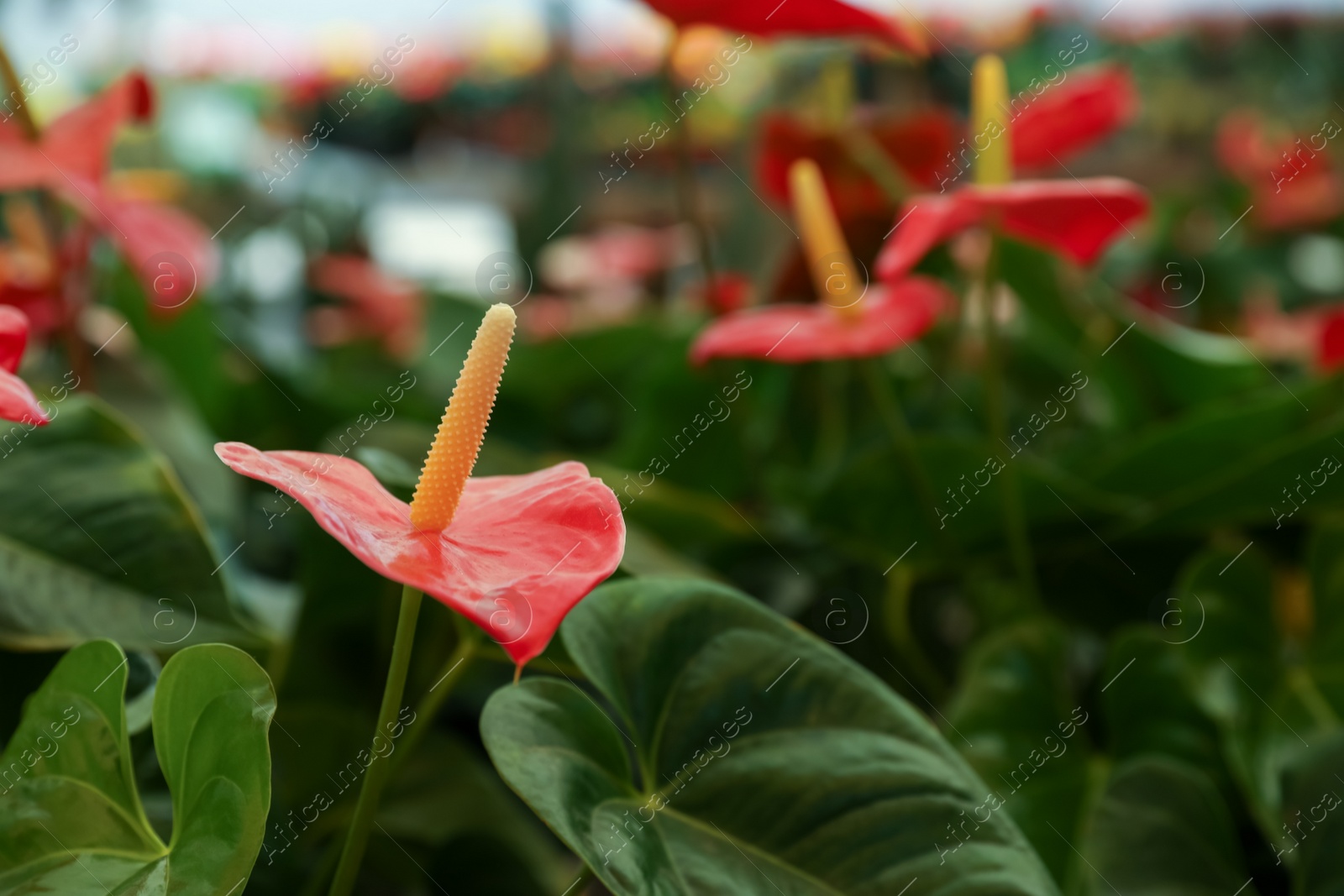 Photo of Beautiful blooming red anthurium plant on blurred background, closeup