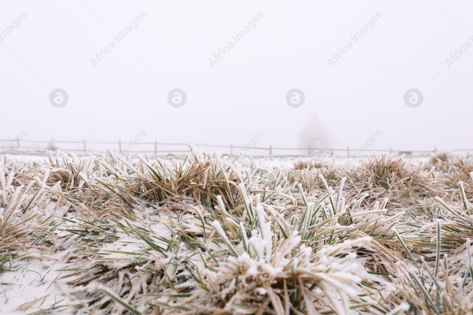 Photo of Grass blades covered with snow outdoors on winter day