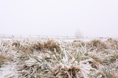 Photo of Grass blades covered with snow outdoors on winter day