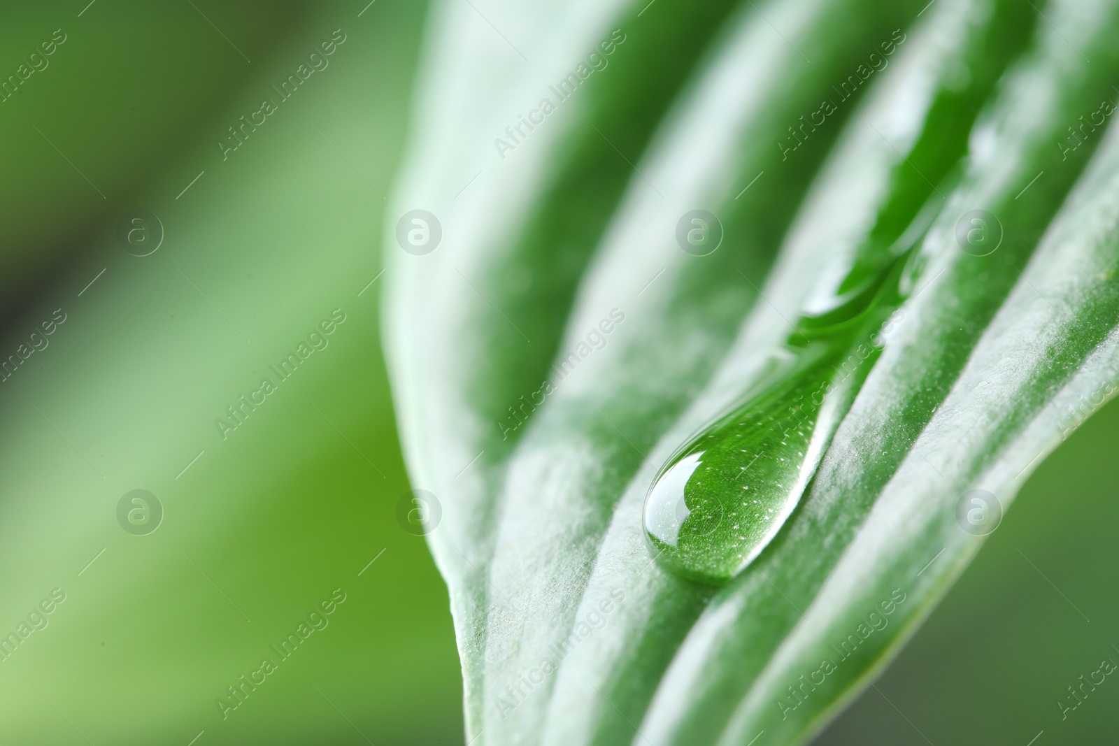 Photo of Macro view of water drop on green leaf