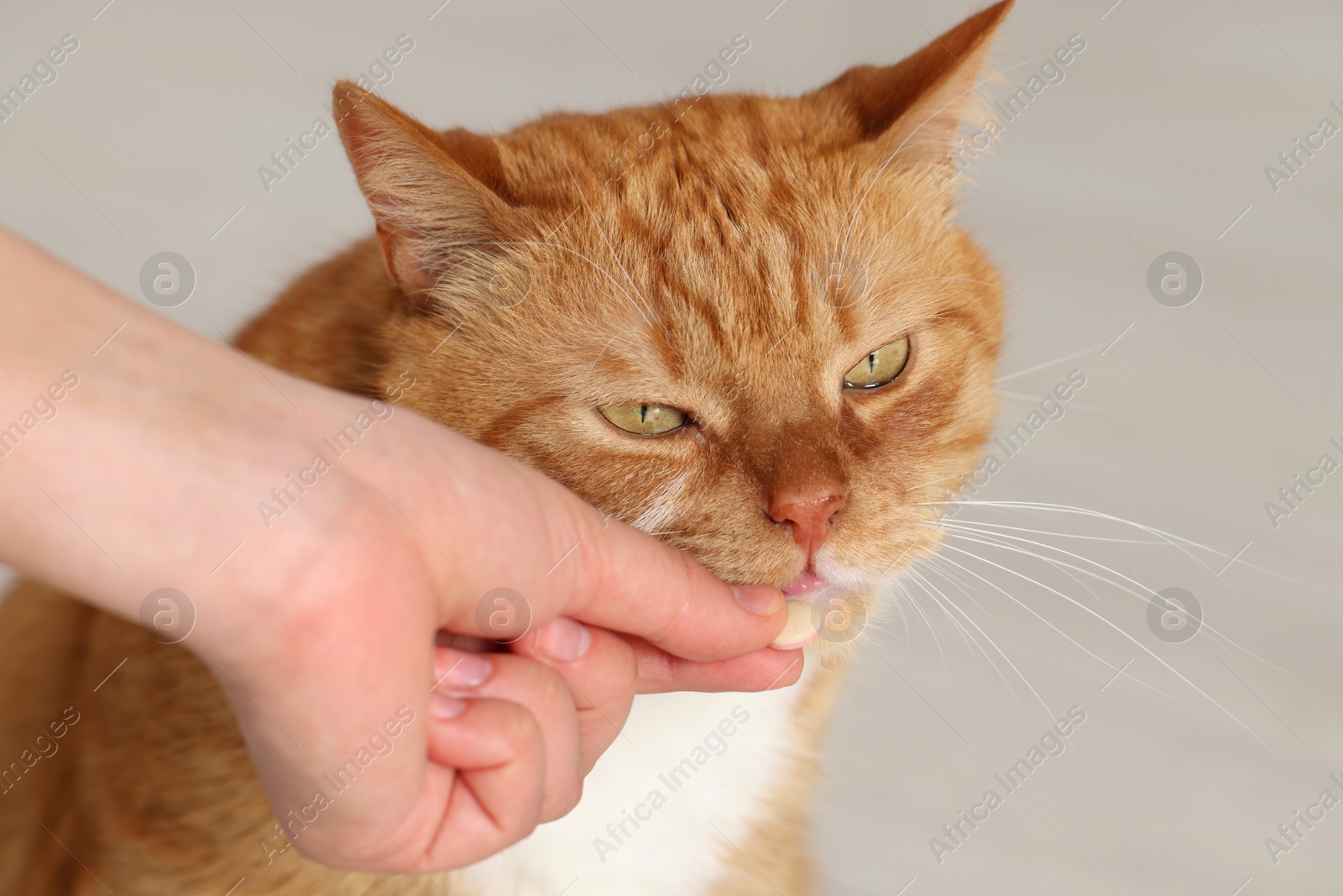 Photo of Woman giving vitamin pill to cute cat indoors, closeup